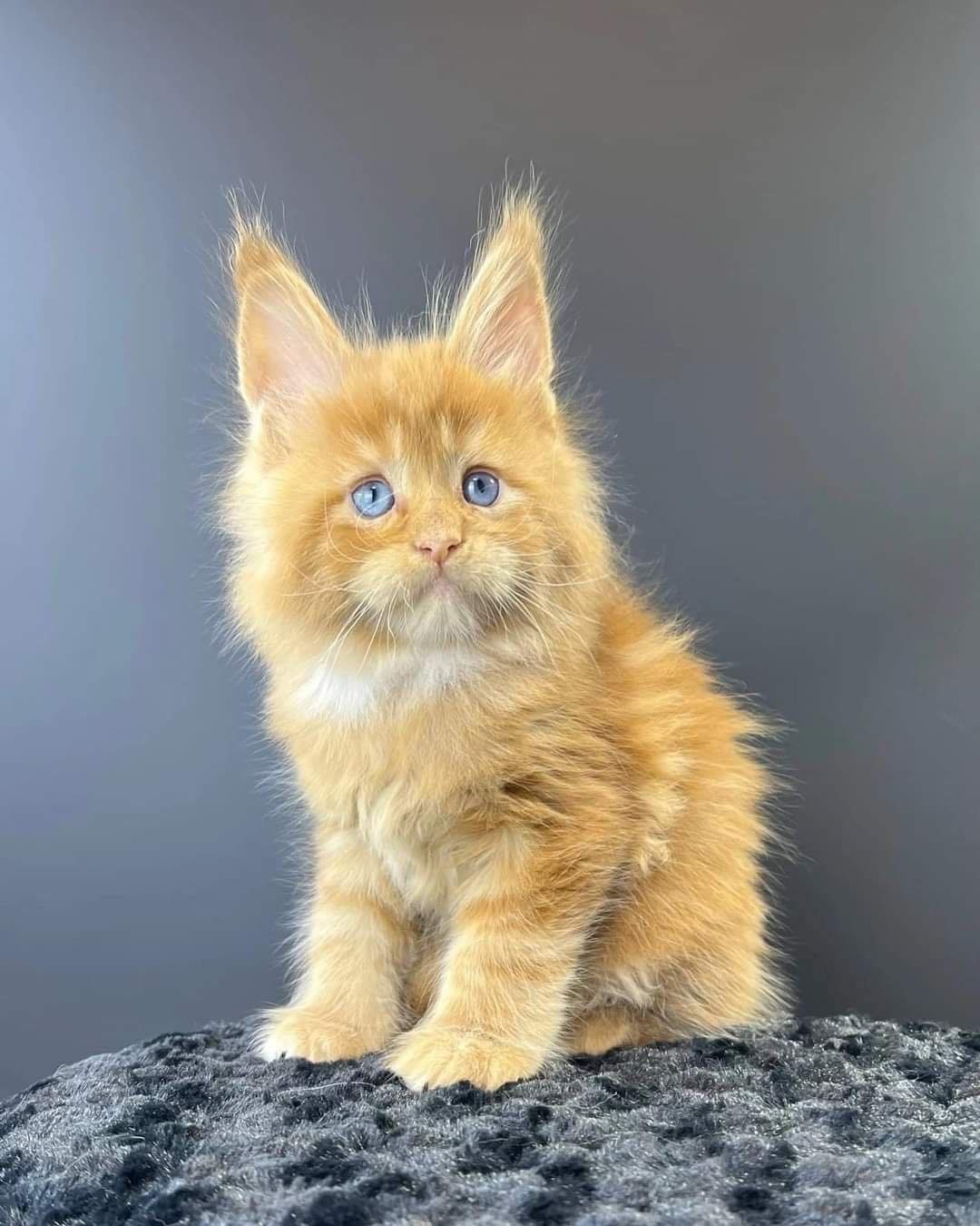 Kitten